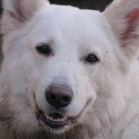 Photo #246092 de Shadow