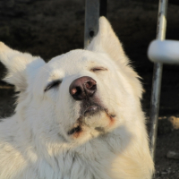 Photo #246093 de Shadow
