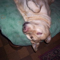 Photo #246162 de Tess