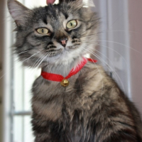 Photo #246169 de Dobby