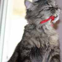 Photo #246170 de Dobby