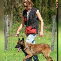 Photo #246182 de E'falcko de l'esprit canin