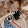 Maman Mali et nous ses chiots nées : Le 15 septembre 2006, on est 8 !
