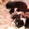 Nous les chiots 