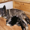 Maman Luna et nous ses 9 chiots 