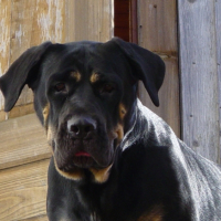 Photo #246240 de Cheyenne
