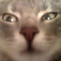 Photo #246250 de Kitty