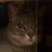 Photo #246251 de Kitty