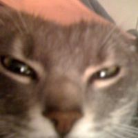 Photo #246252 de Kitty