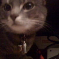 Photo #246253 de Kitty