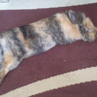 Photo #246320 de Cannelle
