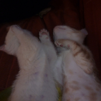 Photo #246321 de Grunch