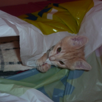 Photo #246324 de Grunch