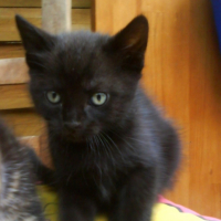 Photo #246366 de Khadafi