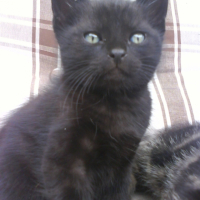 Photo #246367 de Khadafi