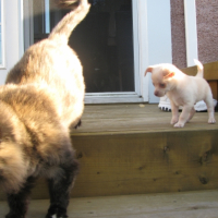 Photo #246449 de Chico