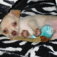Photo #246450 de Chico