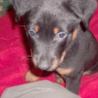Photo #246488 de Goa