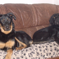 Photo #246489 de Goa