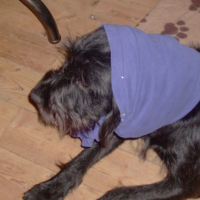 Photo #246490 de Diamond