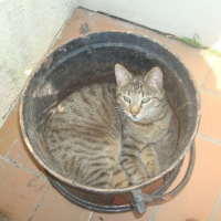 Photo #246511 de Darma