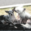 Sissy et pedro son amoureux !