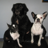 Pinto , Spyky et Maya