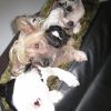 Spyky , Kimiko , Pinto , Sissy et Pedro