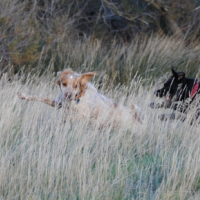 Je chasse la gazelle !