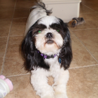 Photo #246625 de Rosie