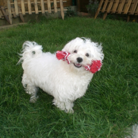 Photo #246652 de Diabolo