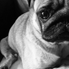 petit_fuche