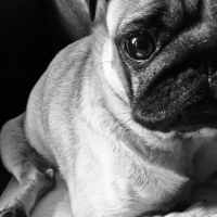 Photo #246668 de Fuschia 