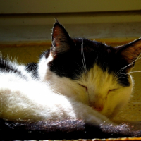 Photo #246674 de Fripon