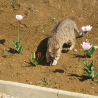 Photo #246717 de Minette