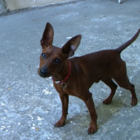 Photo #246718 de Chopin