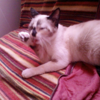 Photo #246782 de Lyha