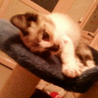 Photo #246785 de Lyha