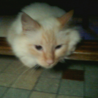 Photo #246792 de Friskie