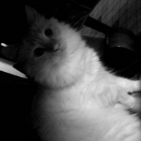 Photo #246793 de Friskie