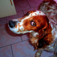 Photo #246833 de Owen