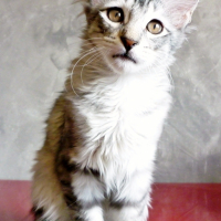 Photo #246863 de Ginseng