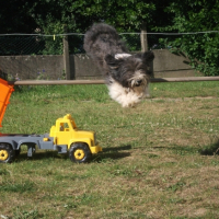 quel saut (50 cm)