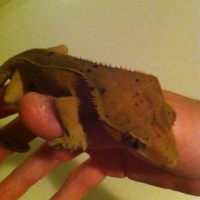 Photo #246966 de Twistter