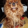 09/07/2011 WORLD DOG SHOW : Championnat de France