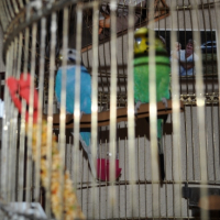Photo #246985 de Les fifi