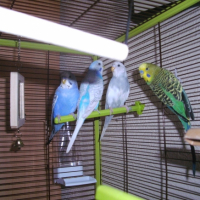 Photo #246986 de Les fifi