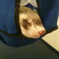 Photo #246989 de Lupin