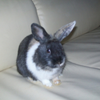 Photo #246998 de Bunny