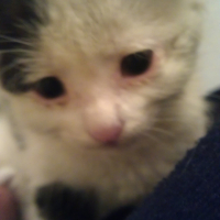 Photo #247011 de Finley